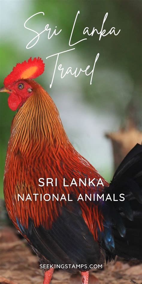 The Surprising National Animals Of Sri Lanka Artofit