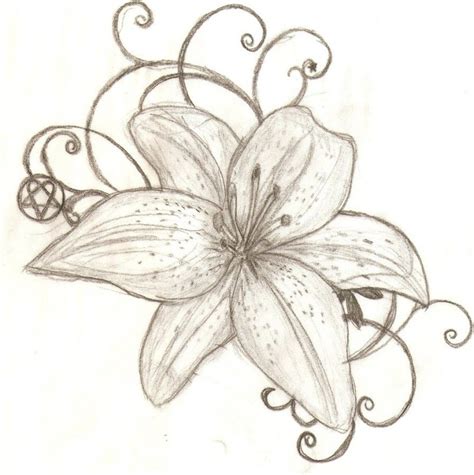 Lilies Flower Drawing At Getdrawings Free Download