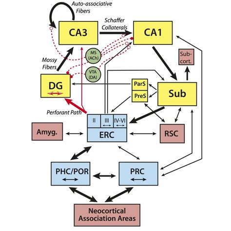 Memory & Aging – Stark Lab