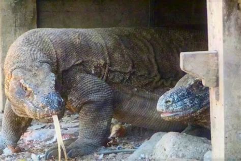 Tak Hanya Di Labuan Bajo Komodo Juga Hidup Berdampingan Dengan