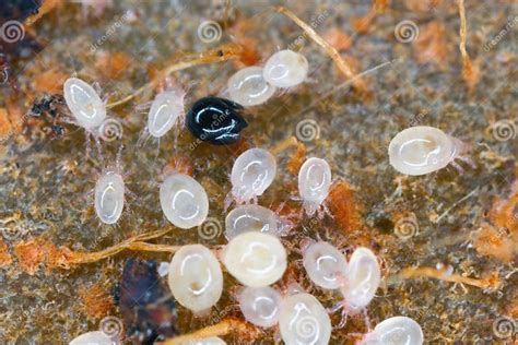 Magnification of Tiny Oribatid Mites and Acaridae Family Mites on ...