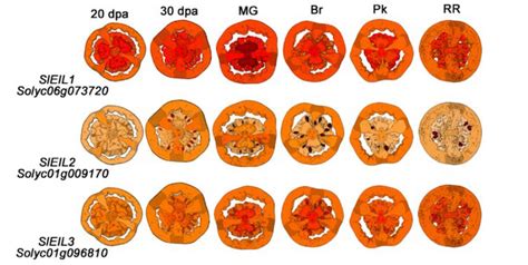 A Molecular Framework For Ethylene Mediated Tomato Fruit Development