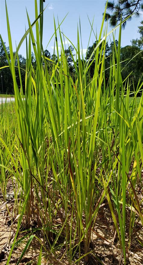 Cogongrass – Now’s the Best Time to Start Control | Panhandle Agriculture