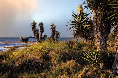 Explore Rio Grande Valley Wilderness At Laguna Atascosa National