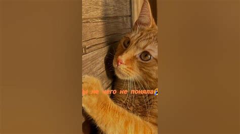 симбочка младший симбочка старший - YouTube