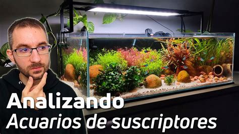 Acuarios de Suscriptores Nº52 Aquascaping Gambarios Bettas