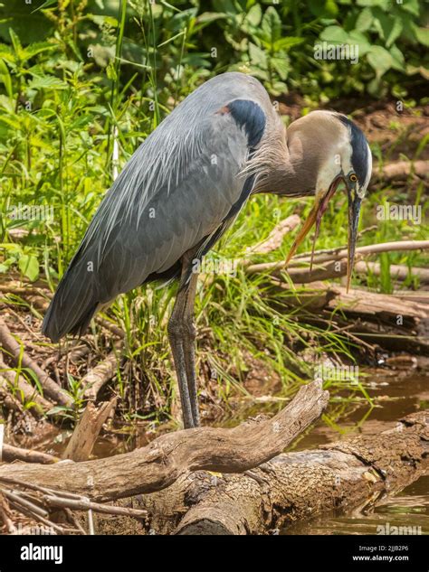 Great Blue Heron Showing Its Tongue Stock Photo Alamy