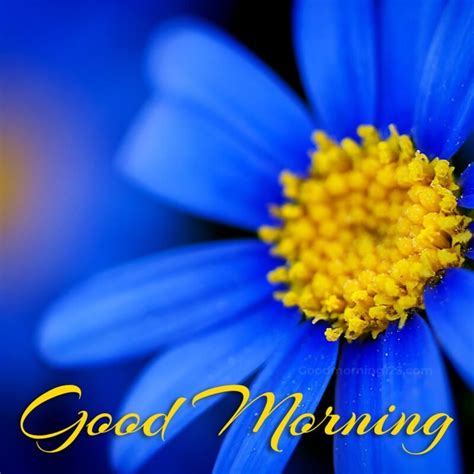 Good Morning Blue Flowers Photos