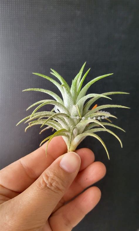 Air Plant Celtic Spire Ionantha Druid X Ionantha Vanhyningii