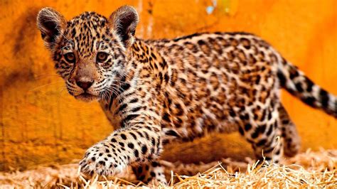 Jaguar - Jaguars Cats - Cat Choices