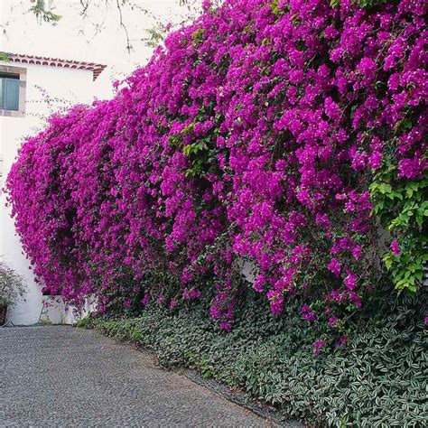 New River Purple Bougainvilleas for Sale – FastGrowingTrees.com