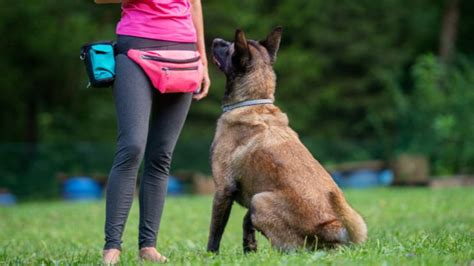 Cómo convertirse en educador canino info cursos y consejos a seguir