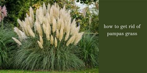 How To Get Rid Of Pampas Grass