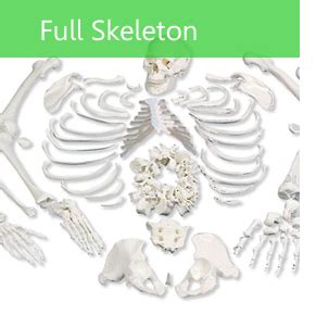 Osteolab Supplies Uk Human Anatomical Models Human Anatomy Skeletons