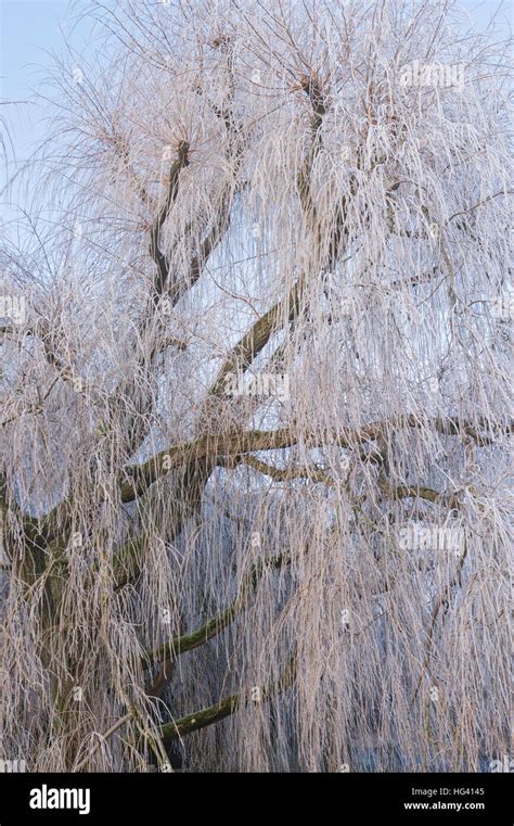 Salix Babylonica Pendula Weeping Willow Tree Covered In A Hoar Frost