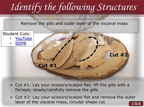 Ppt Reasons To Use The Dissection Video And Accompanying Powerpoint