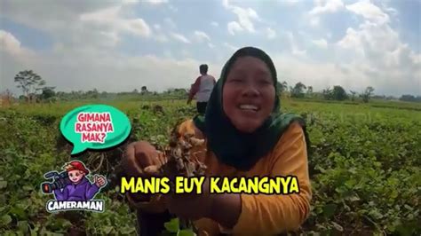 Serunya Emak Enah Panen Kacang Tanah ENAH BIKIN ENAK 10 03 23 YouTube