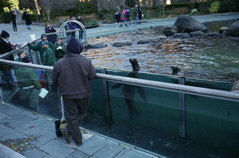 Sea Lion Feeding Time Central Park Zoo – Ruth E. Hendricks Photography