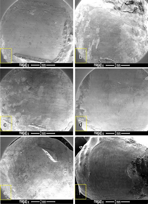 Fesem Images Of Debonded Enamel Surfaces Etched With Ncap Sep