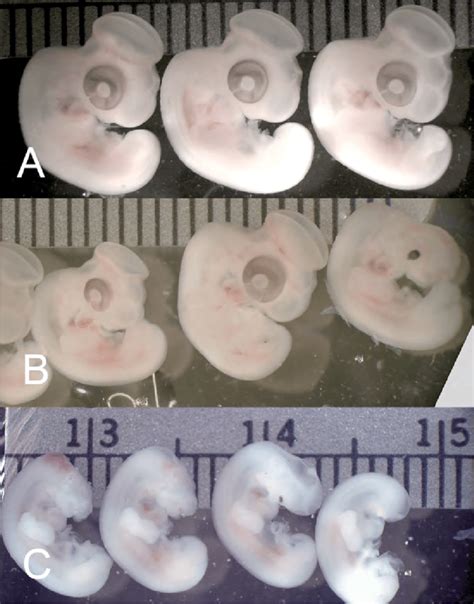 Lateral View Of Chick Embryos Exposed At Hh Stage Hr Incubation