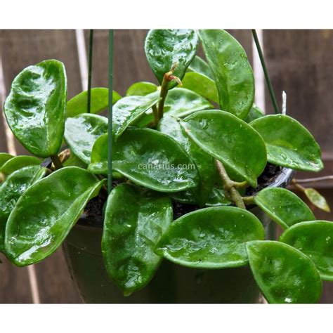 Buy Hoya Carnosa Krinkle 8 With Canarius