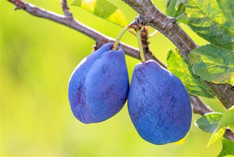 Managing Fruit Tree Pests and Diseases (IPM) - Orchard People