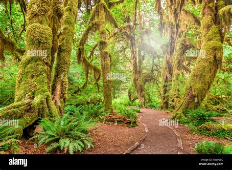 Hall of Mosses in Olympic National Park, Washington, USA Stock Photo - Alamy