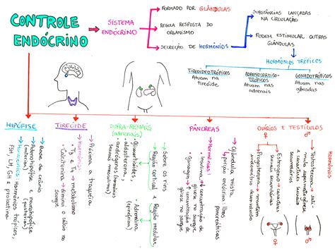 Mapa Mental Sobre Sistema End Crino Maps Study