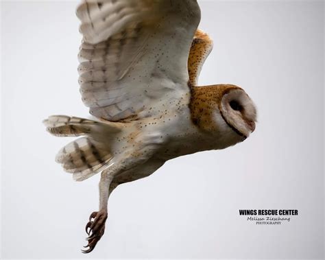 Bird Of The Week Barn Owl Travis Audubon