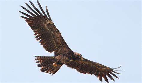 Black eagle facts, distribution & population | BioDB