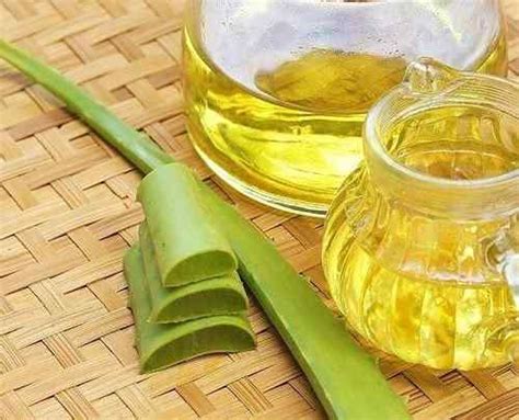 Huile d olive et aloe vera pour la morsure des moustiques à une