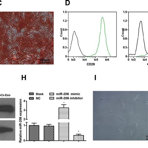 Identification Of Bmscs Bmsc‐exos And Osteoblasts A Observation Of Download Scientific