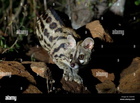 Large Spotted Genet Genetta Tigrina Ithala Game Reserve South