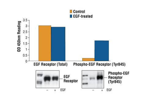 Pathscan Phospho Egf Receptor Tyr Sandwich Elisa Kit Cell