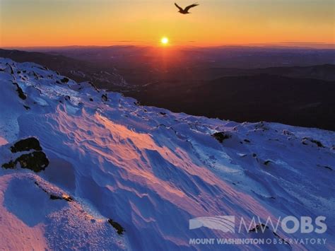 Summit Wildlife - Mount Washington Observatory