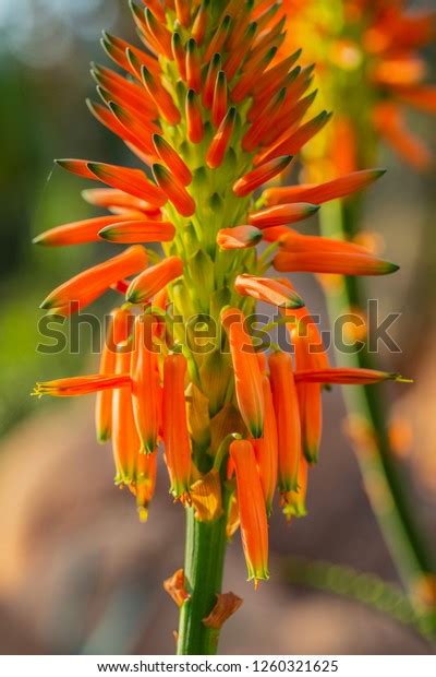 Succulent Aloe Arborescens Octopus Aloe Bloom Stock Photo 1260321625