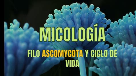 Filo Ascomycota Y Su Ciclo De Vida Micolog A Tema Microbacter