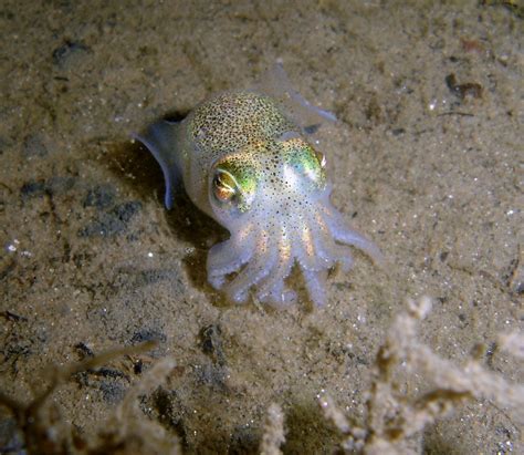 Baby Dumpling Squid Euprymna Tasmanica Mornington Pier Saspotato