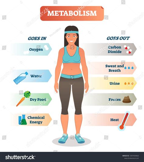 Metabolism Vector Illustration Labeled Chemical Energy Educational Scheme Stock Vector