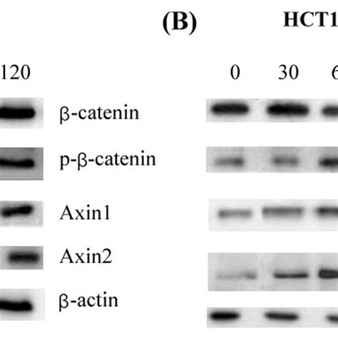 Western Blot Analysis Of Wnt Catenin Signalling Pathway Proteins A