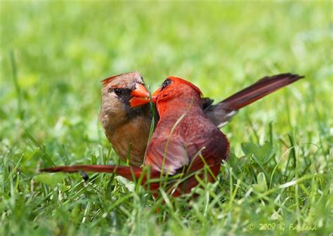 Two Red Birds Sitting In The Grass With Their Beaks Touching Each Other S Heads