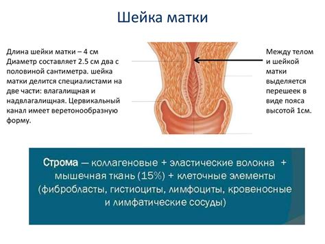Доброкачественные заболевания шейки матки. Лекция 19 - презентация онлайн