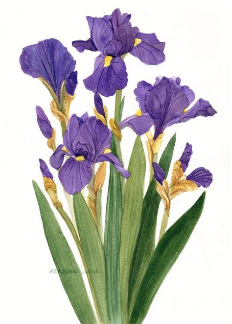 Purple Iris Watercolor Painting Reproduction By Wanda Zuchowski Schick