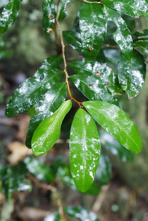 Hedraianthera From Springbrook QLD 4213 Australia On January 17 2024