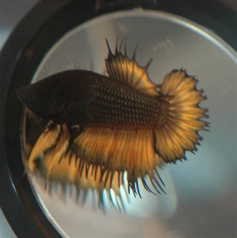 Green Copper Maroon Crowntail Plakat Ctpk Male Betta