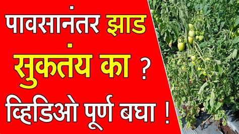 पावसानंतर झाड सुकतंय का व्हिडिओ पूर्ण बघा।doctorkisanटोमॅटोलागवडtomatofarmingslurry