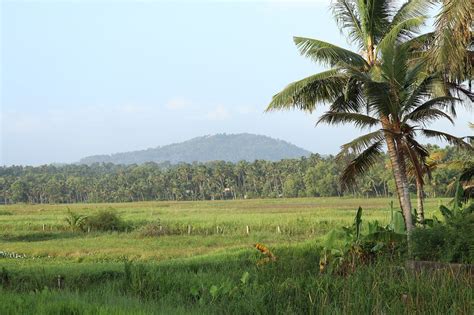 Kerala Alam Hijau Foto Gratis Di Pixabay Pixabay