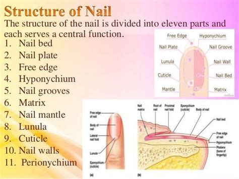 Identify Label The Parts Of The Nail Structure Brainly Ph