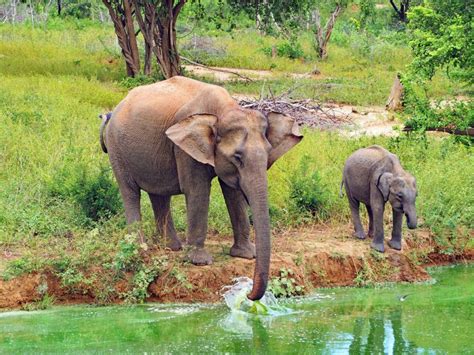 Vanuit Ella All Inclusive Udawalawe Nationaal Park Safari Getyourguide