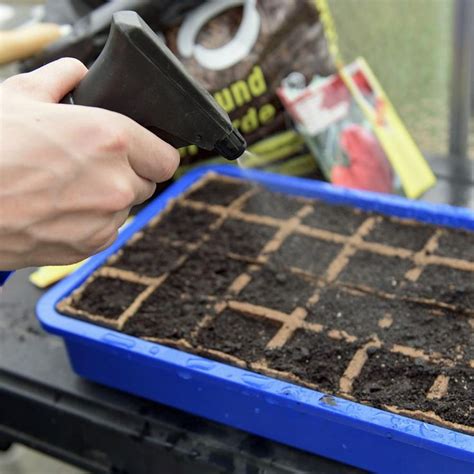 Tomaten aussäen und vorziehen so gelingt s Pflanzen Gemüseanbau